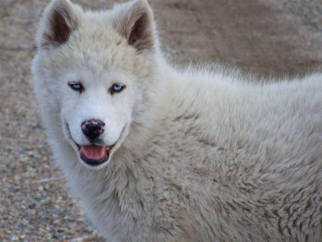 Arctic Wolf Facts Diet Recipes