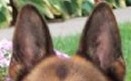 ears6.jpg